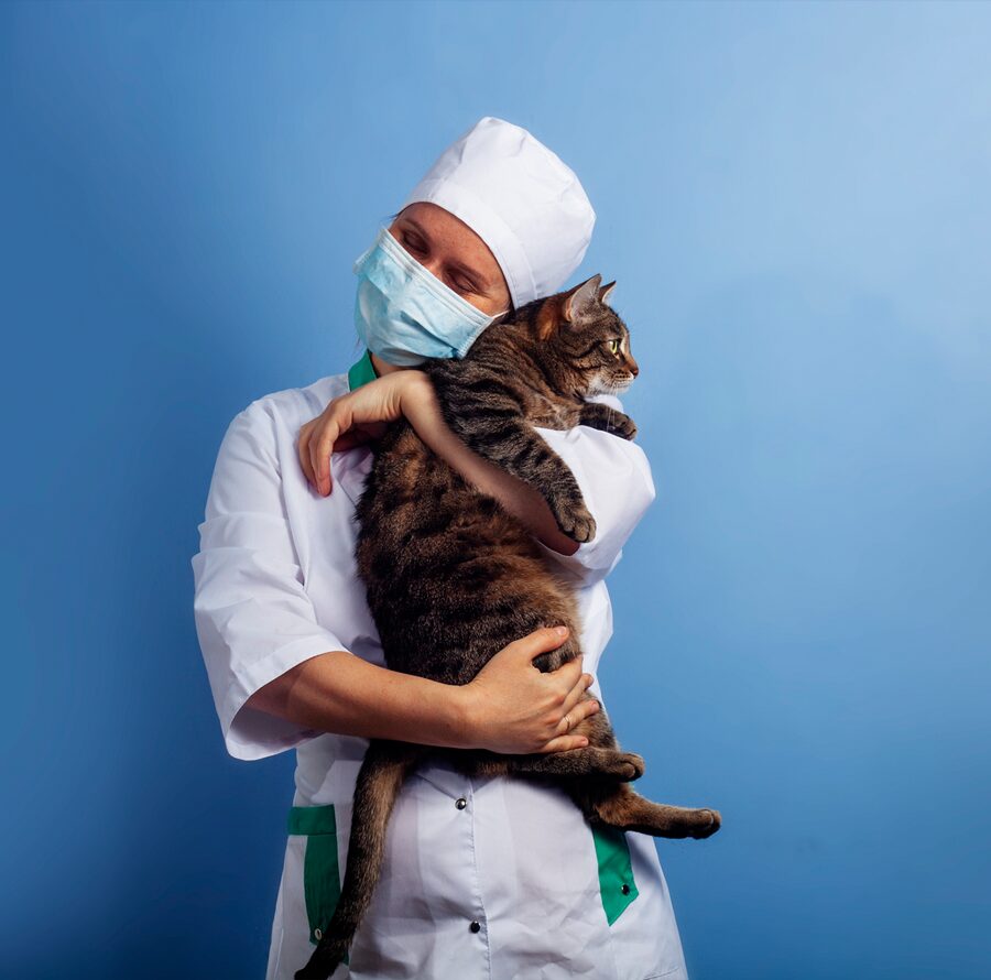 Veterinarian doctor in safety mask with cat in veterinary clinic