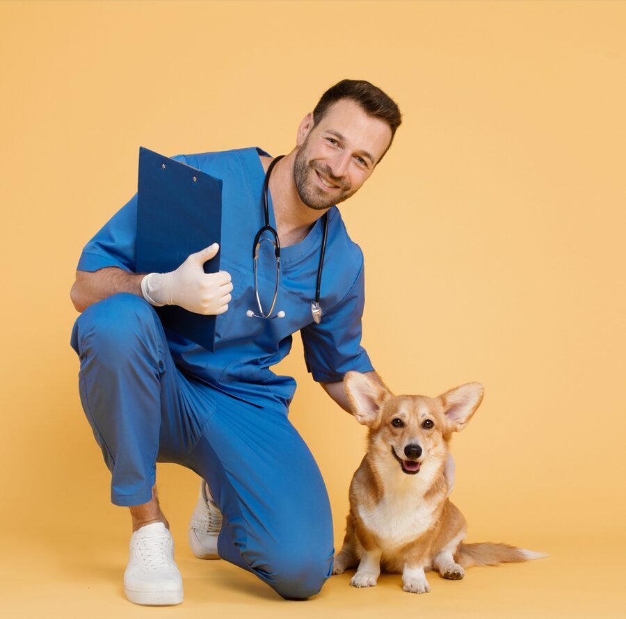 Happy man in scrubs uniform and with clipboard posing with corgi dog, sitting on floor looking at camera on yellow background