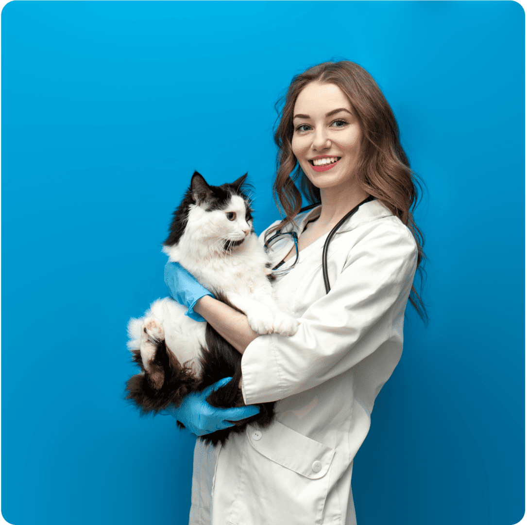 Young girl veterinarian in uniform holds black and white cat on blue isolated background