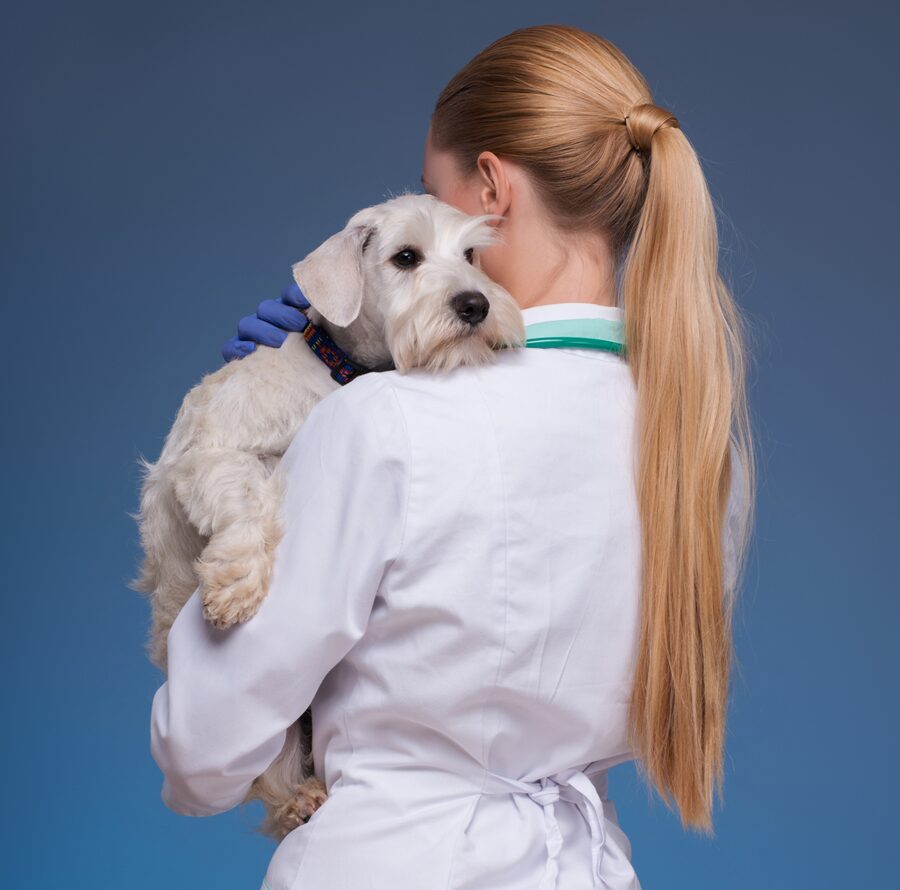 Beautiful female vet holding cute dog