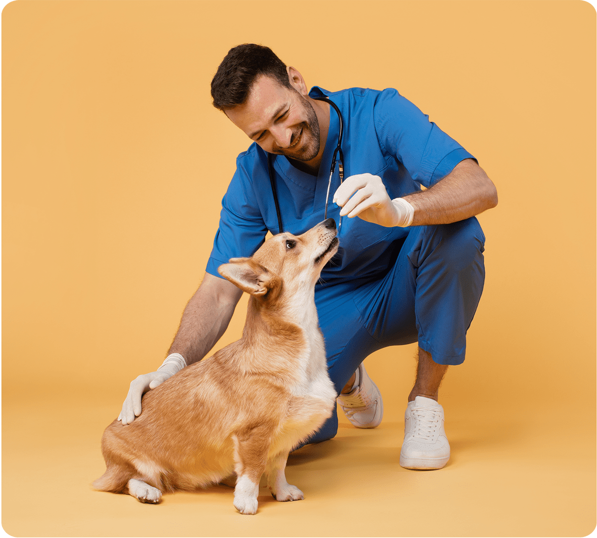 Veterinary clinic service. Cheerful man veterinarian in uniform giving food or pill to pembroke welsh corgi dog, posing with pet on yellow studio background