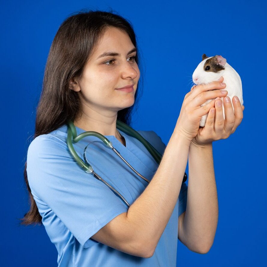 A small guinea pig in the hands of a veterinarian on a blue background,