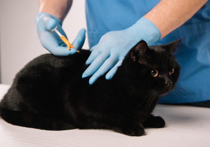 cropped view of veterinarian microchipping black cat in latex gloves on grey background