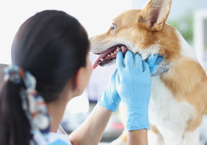 Doctor veterinarian in gloves conducting medical examination of dog teeth