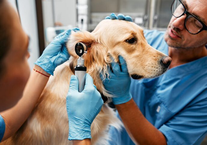 Animals for examination and treatment in the veterinary clinic