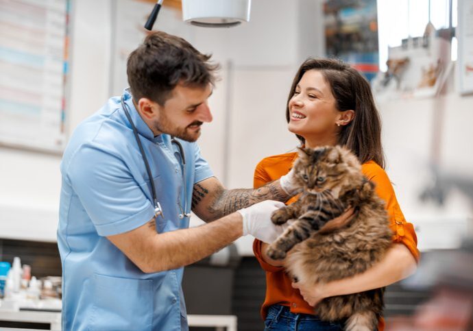 Veterinarian examining cat in veterinary clinic