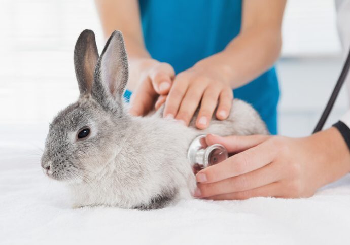 Vet examining a bunny with its owner