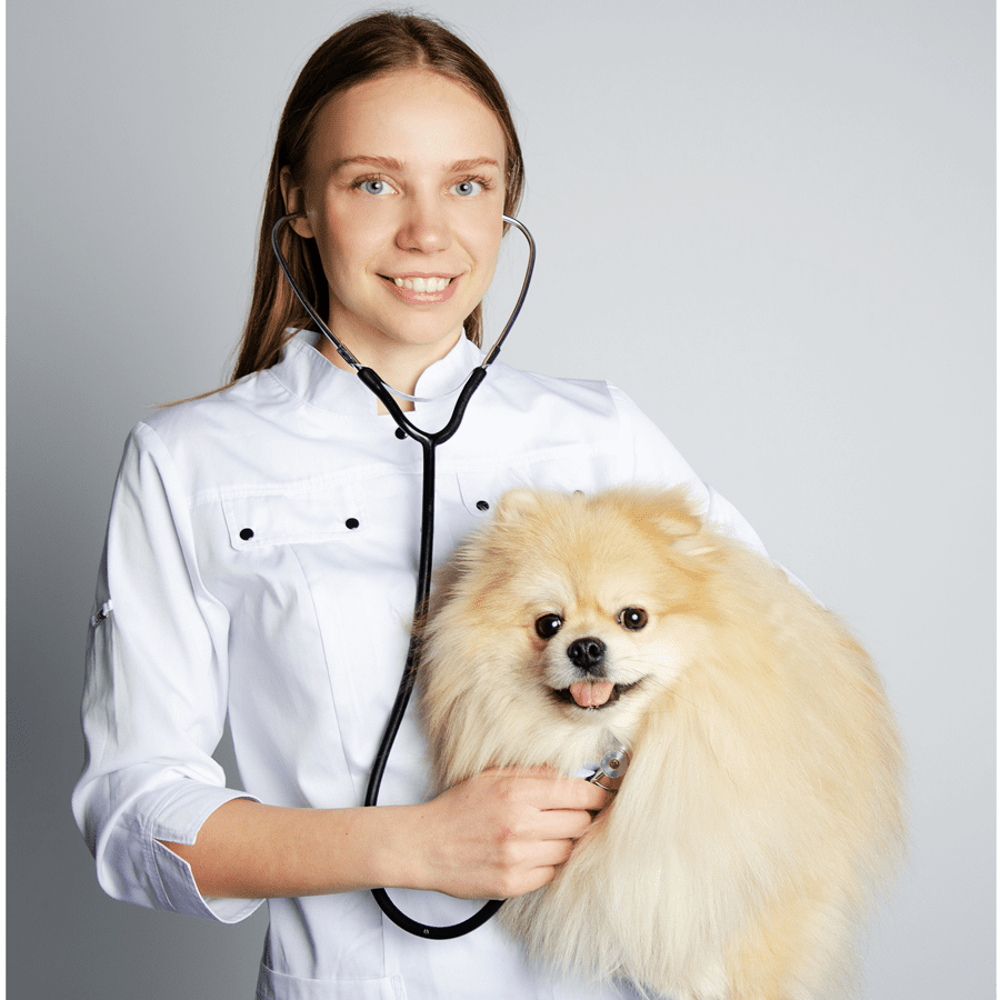 A girl veterinarian holds a Spitz in her arms. animal treatment concept